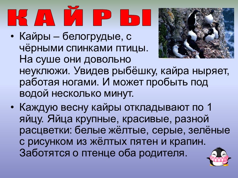 Кайры – белогрудые, с          